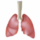 Pulmonary Diseases