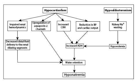 hyponatremia adrenal insufficiency adh cortisol siadh hyperkalemia urine pathogenetic
