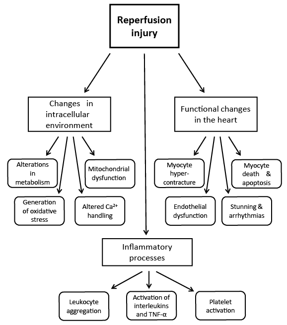 I/R injury in the heart